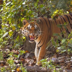 IMG_20200411_130804-(1)